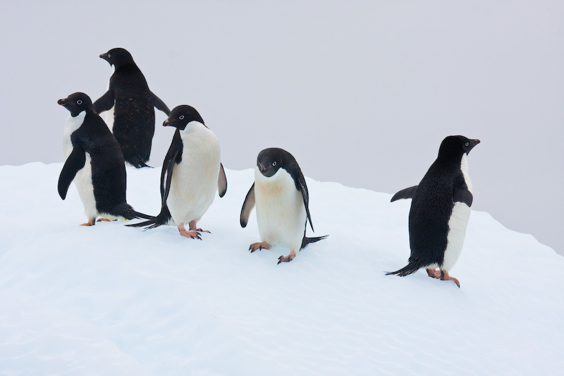 Adélie Penguins On Iceberg